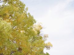 -金塔沙漠胡杨林景区