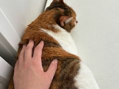 -瑞鹏宠物医院·骨科·猫科·内科(第一中心)