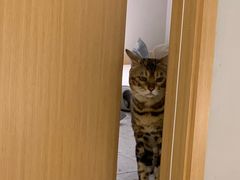 -飞行喵MR PILOT|猫舍·猫咖(静安大融城店)