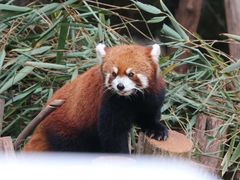 -成都大熊猫繁育研究基地