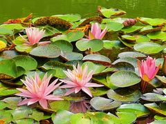 -莲花池公园