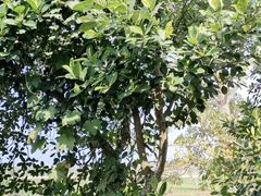 -侯臣咖啡文化村