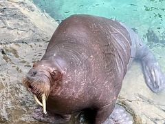 -珠海长隆海洋王国