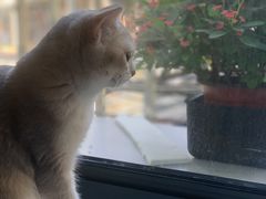 -东方名猫馆·英短金渐层布偶猫舍(环线广场1号楼店)