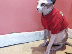 -藏猫猫咖啡主题馆(中央大道店)