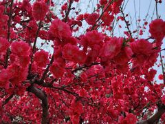 -海棠花溪(元大都城垣遗址公园)