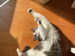 -东方名猫馆·英短金渐层布偶猫舍(环线广场1号楼店)