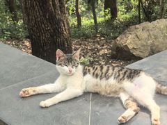 -上海佘山国家森林公园天马山园