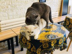 -平行世界·猫咖(首经贸店)