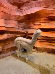 -酷嗒动物文化乐园(cutezoo西溪乐天城店)