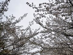 -高东镇樱花园