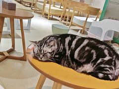 -藏猫猫咖啡主题馆(中央大道店)