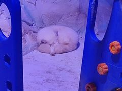 -海合安成都极地海洋公园