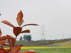 -紫颐香薰山谷景区