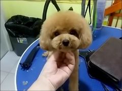 -爱宠屋pet shop·宠物洗澡·宠物美容