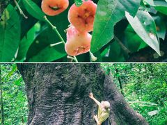 -莫里热带雨林景区