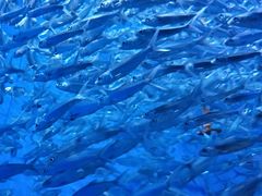 -成都浩海立方海洋公园