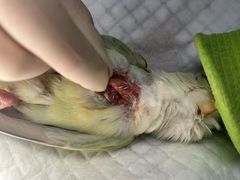 -爱侣宠医·鹦鹉专科·小型哺乳类·异宠专科(灵石路店)