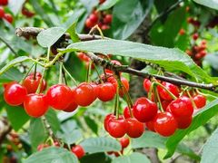 -樱桃山旅游景区