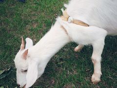 -上海滴水湖皇冠假日酒店