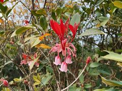 -梧桐山风景名胜区