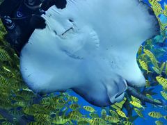 -哈尔滨波塞冬海底世界