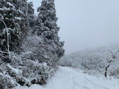 -武陵山森林公园