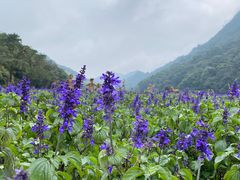 -广州市石门国家森林公园