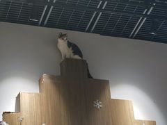 -COLOR PETS 撸猫馆·购猫·猫咖(长风大悦城店)