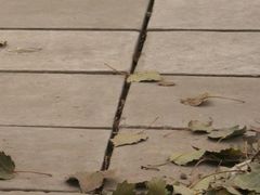 -酷迪宠物公园