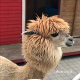 128元享圣诞户外遛娃体验