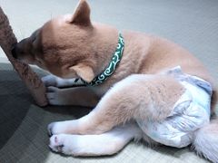 -逗柴咖啡屋·狗咖猫咖宠物桌游