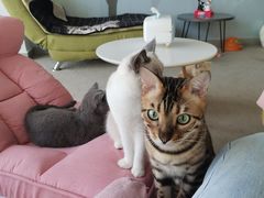 -泰国佛·塔罗·泰牌狐仙古曼