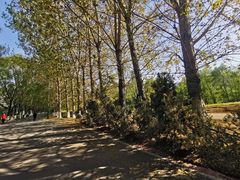 -长白岛森林公园