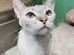 -藏猫猫咖啡主题馆(中央大道店)