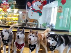 -Husky Go! 哈士奇体验馆·宠物咖啡厅狗咖