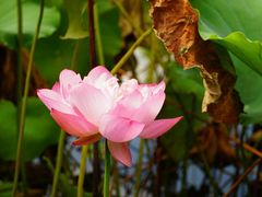 -陈家山荷花公园