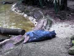 -新加坡飞禽公园