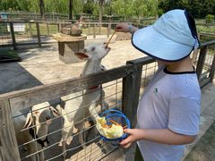 -前小桔亲子创意农场·草莓采摘·露营烧烤