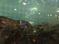 -冶建镜子·老南昌大排档·江西虾王(总店)