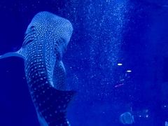 -烟台海昌鲸鲨海洋公园