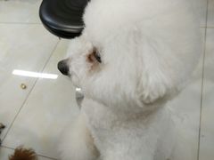 -多卡布奇宠物生活馆(上林世家店)