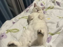 -伟伟宠物医院·瑞派猫友好医院·猫科(光谷店)