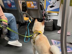 -帕帕拉兹宠物(亚洲旗舰店)