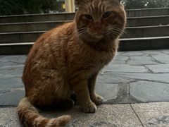 -瑞派天使宠物医院·神经外科·骨科·核磁(洛川中路店)