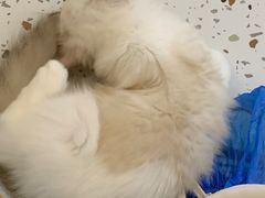 -猫域·湾主题猫咖·宠物吧(南坪城市广场店)