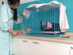 -顺强宠物诊所·狂犬免疫·夜诊·骨科(嘉定店)