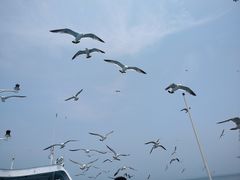 -海驴岛(荣成市)