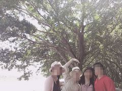 -大湾区中央湿地公园
