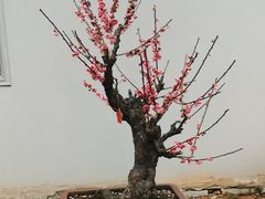 -无锡梅园公园